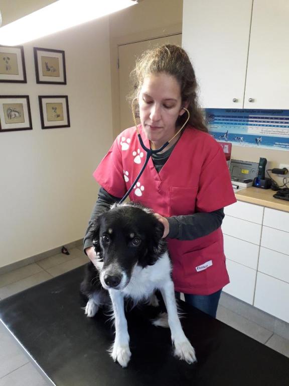 Vaccinatie van uw hond bij dierenartspraktijk Solivet