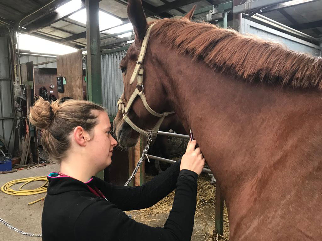 Vaccination de votre cheval